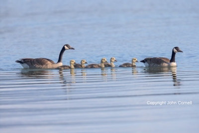 Branta-canadensis;Canada-Goose;avifauna;babies;bird;birds;chick;chicks;color-im